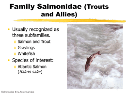 Family Salmonidae (Trouts and Allies)