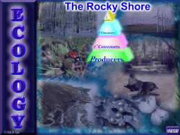 5. Rocky Shore