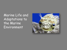 Chapter 12: Marine life and the marine environment