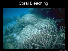 Coral Reefs an Global Warming