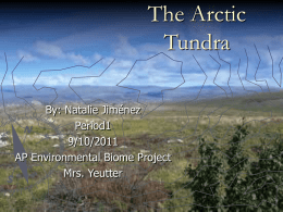 Arctic Tundra - princesslupita