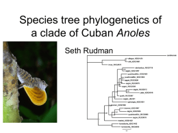 Species tree phylogenetics of a clade of Cuban Anoles