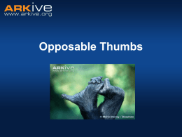 Opposable Thumbs