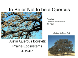 Quercus - Prairie Ecosystems
