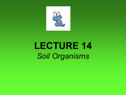 LECTURE 14 Soil Organisms