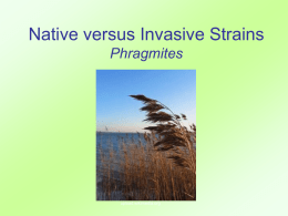 Native vs. Invasive Species Phragmites