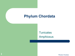 Phylum Chordata - Cape Fear Community College