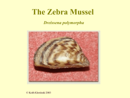 The Zebra Mussell Dreissena polymorpha