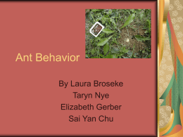 Ant Behavior - Miami University