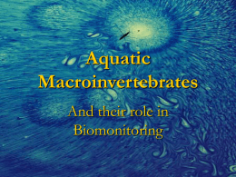 Aquatic Macroinvertebrates