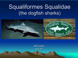 Squaliformes Squalidae (the dogfish sharks) - FAU