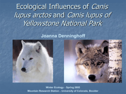 Ecological Influences of Canis lupus arctos and Canis