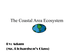 The Coastal Area Ecosystem