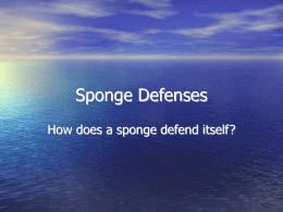 Sponge Defenses - Fat Tuesday Productions