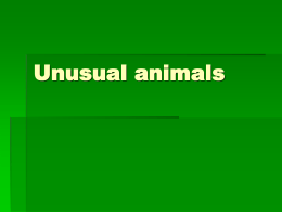 Unusual animals - SP nr 5 GNIEZNO