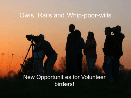 Owls, Rails and Whip-poor