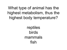 What type of animal has the highest metabolism, thus the