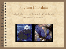 Phylum Chordata - Dr. Annette M. Parrott