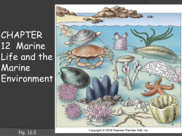 Chapter 12: Marine life and the marine environment