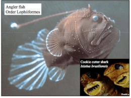 Deep sea ecosystems - Biology