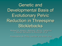 Genetic and Developmental Basis of Evolutionary Pelvic