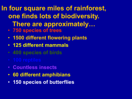 In four square miles of rainforest, one finds lots of