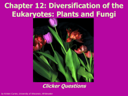 Chapter 11. Diversification of the Eukaryotes: Animals