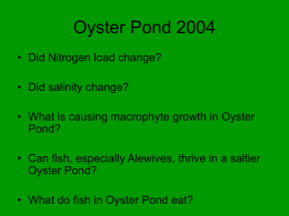 Oyster Pond 2004