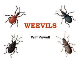 WEEVILS - Natural history