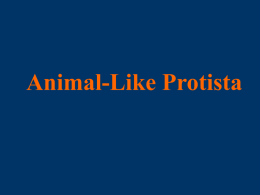 Animal-Like Protista