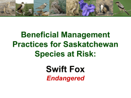 Swift Fox Presentation