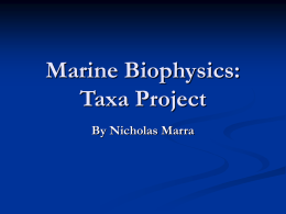 Marine Biophysics: Taxa Project