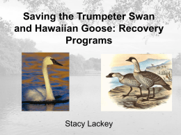 10. Trumpeter Swan and Hawaiian Goose
