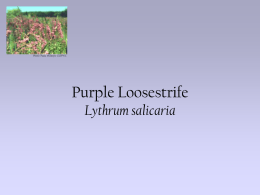 Purple Loosestrife - Earth Systems Education