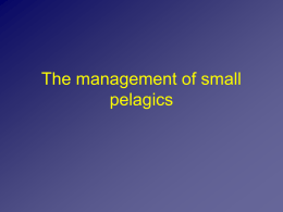 The management of small pelagic