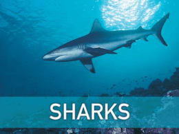 Sharks Powerpoint