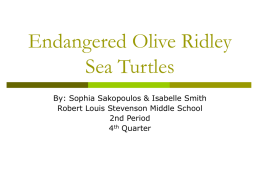 Endangered Olive Ridley Sea Turtles