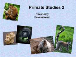 Primate Studies 2