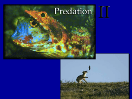 Predator-prey relationships
