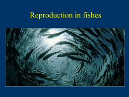 Reproduction in fishes