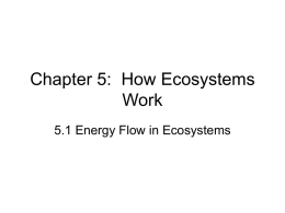 Chapter 5: How Ecosystems Work