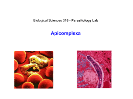 Lab3_Apicomplexa_pre lab_presentation