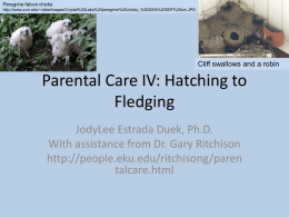 Parental Care IV: Hatching to Fledging