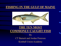Top Ten Fish Caught in Maine