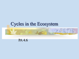 Ecosystem Basics