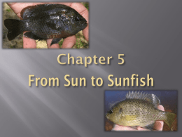 Sun to Sunfish ppt