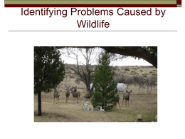 PowerPoint - New Mexico State University