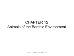 Animals of the Benthic Environment