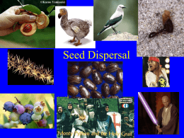 lecture on seed dispersal