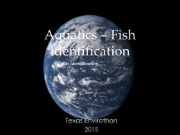 Aquatics - Fish Identification